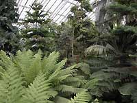 Inside of Temperate House /D200
