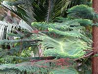 Inside of Temperate House /Lumix FX33