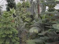 Inside of Temperate House /D200