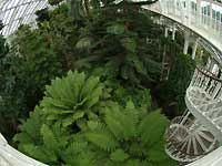 Inside of Temperate House /S2 Pro