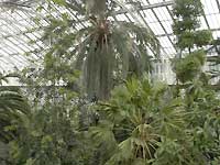 Inside of Temperate House /D200