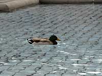 Trafalgar Square /D200