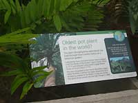 Oldest Pot Plant in the World? /Lumix FX33