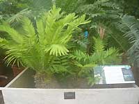 Oldest Pot Plant in the World? /Lumix FX33