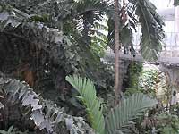 Inside of Palm House /Nikon D200
