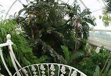 Inside of Palm House /S2 Pro