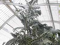 Inside of Palm House /Nikon D200