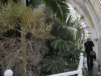 Inside of Palm House /Nikon D200