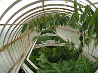 Palm House /Lumix FX33