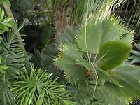 Inside of Palm House /Nikon D200