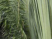 Inside of Palm House /Nikon D200