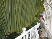 Inside of Palm House /Lumix FX33