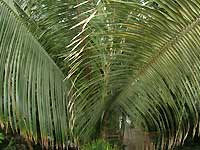 Inside of Palm House /S2 Pro