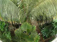 Inside of Palm House /FinePix S2 Pro