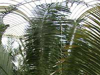 Inside of Palm House /FinePix S2 Pro