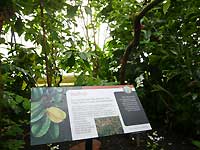 Starfruit in Palm House /Lumix FX33