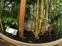 Inside of Palm House /FinePix S2 Pro