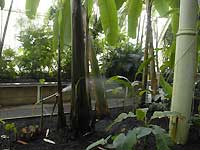 Inside of Palm House /Nikon D200