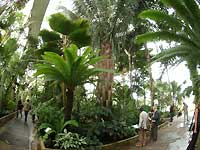 Inside of Palm House /FinePix S2 Pro