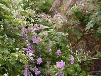 scented geranium /Nikon D200