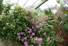scented geranium /FinePix S2 Pro