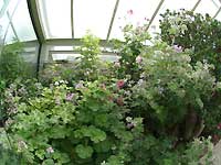 scented geranium /FinePis S2 Pro