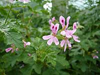 scented geranium /Lumix FX33
