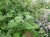 Mint geranium /Lumix FX33