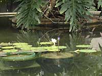Princess of Wales Conservatory /D200