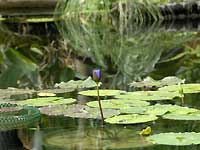 Inside of Princess of Wales Conservatory /D200