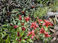 Inside of Princess of Wales Conservatory /D200