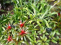 Inside of Princess of Wales Conservatory /Lumix FX33