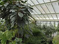 Inside of Princess of Wales Conservatory /D200