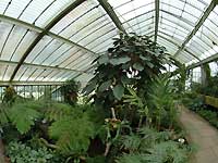 Inside of Princess of Wales Conservatory /S2 Pro