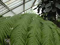 Inside of Princess of Wales Conservatory /D200