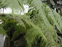 Inside of Princess of Wales Conservatory /D200