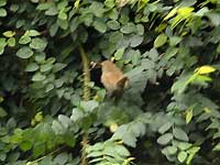 A bird in the greenhouse /D200