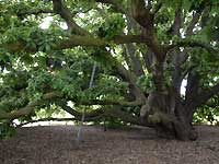 Turner's oak /D200