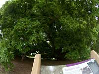 Turner's oak /S2 Pro