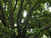 Turner's oak /D200