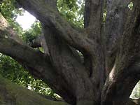 Turner's oak /D200