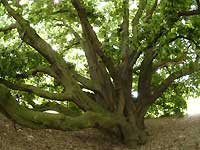 Turner's oak /S2 Pro