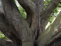 Turner's oak /D200