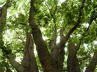 Turner's oak /S2 Pro