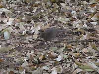 Wild bird /D200