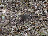 Wild bird /D200