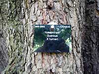 Turner's oak /Lumix FX33