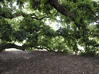 Turner's oak /D200