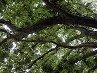 Turner's oak /D200