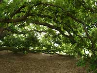Turner's oak /S2 Pro